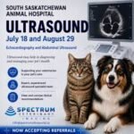 Abdominal Ultrasound in Pets