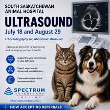 Abdominal Ultrasound in Pets